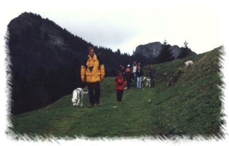 Weidertier