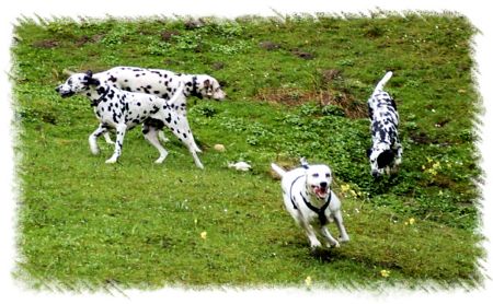 tobende Tiere