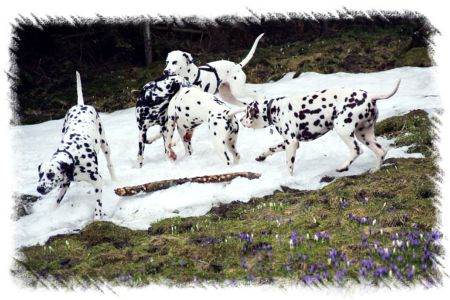 Dalmatiner im Schneefeld