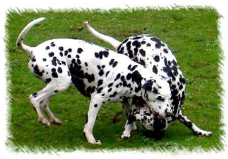 Toben1