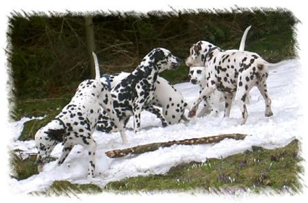 schneefeld