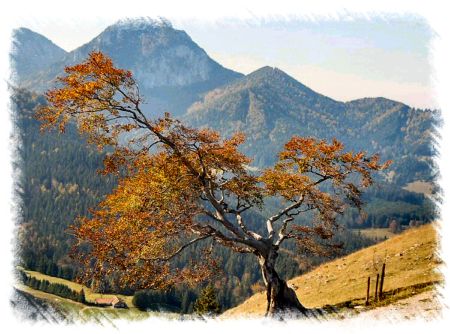 Baum Mitterberg Foto von Jörg Rasche 
